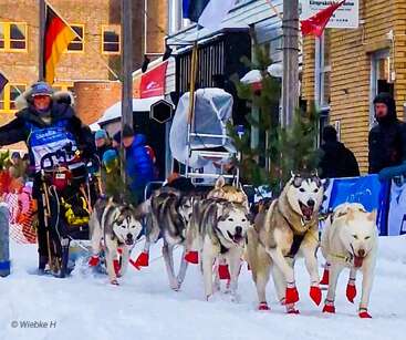 Un musher chevauche un traîneau tiré par un attelage de huskies portant des chaussons rouges, dans une rue enneigée bordée de spectateurs et de drapeaux colorés.