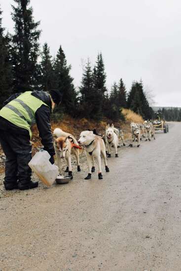 Une personne portant un gilet réfléchissant arrose un attelage de huskies sur un chemin de terre entouré d'arbres, les préparant à une course en traîneau à chiens.