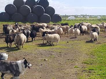 La imagen muestra un rebaño de ovejas y un perro en un campo, con grandes contenedores de plástico negro al fondo y un cielo azul en lo alto.