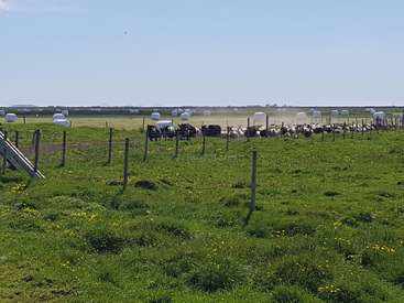 La imagen representa un sereno campo de hierba con un rebaño de cabras, rodeado de pacas de heno blanco y una valla de madera, en un claro cielo azul.