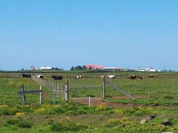 La imagen representa un sereno paisaje rural con un campo de vacas pastando en una zona vallada, con una granja lejana y un cielo azul despejado.