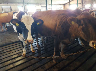 La imagen muestra un grupo de vacas en un establo, con dos vacas marrones prominentes en primer plano y una tercera vaca parcialmente visible detrás de ellas.