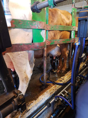 La imagen muestra a una vaca siendo ordeñada en un establo, con un armazón metálico verde y mangueras azules sujetas a su ubre, en un entorno rústico.