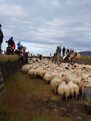 La imagen muestra un gran rebaño de ovejas pastando en un campo, con una multitud de personas observándolas desde el borde del campo. El cielo está nublado.