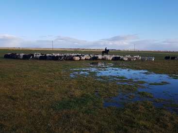 La imagen representa un paisaje sereno, con un rebaño de ovejas pastando en un campo verde y exuberante, y una persona a caballo a lo lejos, todo ello bajo un cielo azul.