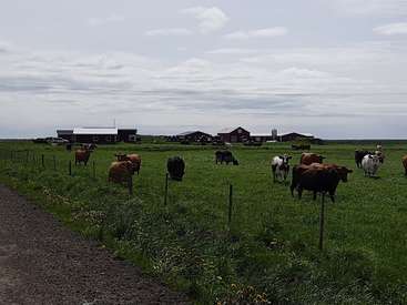La imagen representa una serena escena rural con un rebaño de vacas pastando en un frondoso campo verde, con algunos edificios al fondo bajo un cielo nublado.