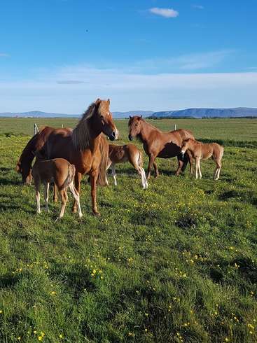 La imagen representa una serena escena de un grupo de caballos marrones con marcas blancas pastando en un frondoso campo verde bajo un cielo azul despejado.