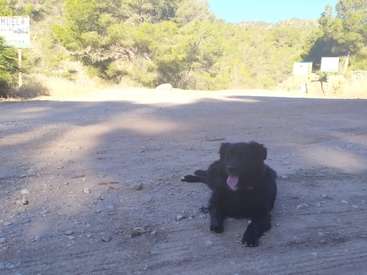 The image depicts a black dog lying on a dirt road, with trees and a sign in the background, set against a clear blue sky.