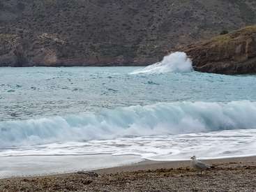 The image depicts a serene beach scene with a seagull standing on the shore, a large wave crashing in the background, and a rocky cliffside in the distance.