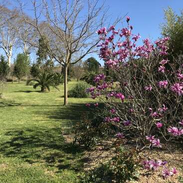 Uma cena alegre no jardim, com grama verde, árvores espalhadas e um grande arbusto adornado com flores rosa vibrantes sob um céu azul claro, evocando a primavera.