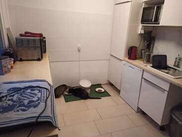 The image depicts a compact kitchen with white cabinets and countertops, featuring a sink, microwave, and dishwasher, alongside two cats eating from bowls on a green mat.