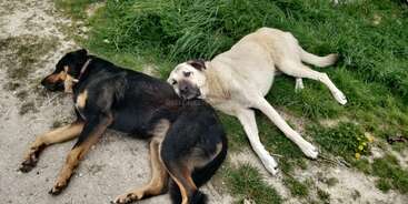 Deux chiens se reposent par terre, l'un noir et feu, l'autre de couleur crème. Ils sont allongés l'un près de l'autre, profitant d'un moment de tranquillité en plein air.