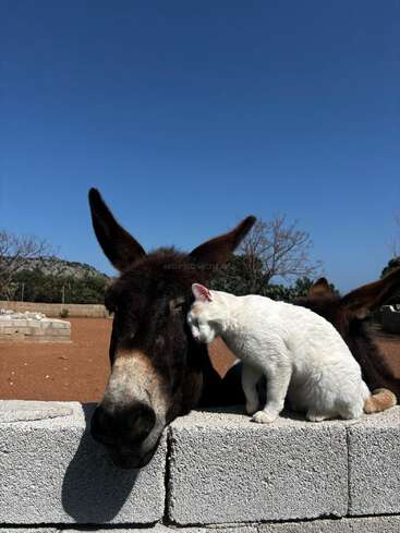 Un chat blanc frotte affectueusement sa tête contre le visage d'un âne. Les deux animaux se reposent sur un mur de béton sous un ciel bleu clair, entourés par la nature.
