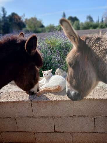 Deux ânes observent attentivement un chat blanc et orange qui se prélasse tranquillement sur un mur de pierre. Des fleurs de lavande et de la verdure créent un arrière-plan de campagne serein.