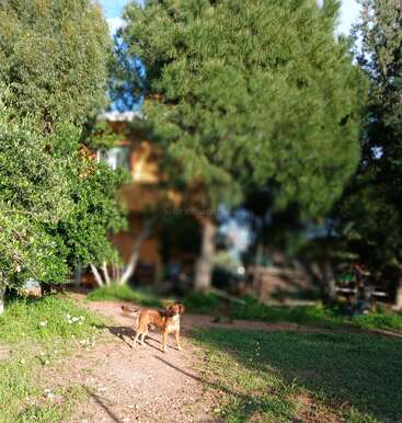 Un chien brun se tient sur un chemin de terre entouré d'herbe verte et d'arbres. À l'arrière-plan, une maison est partiellement cachée dans le feuillage.