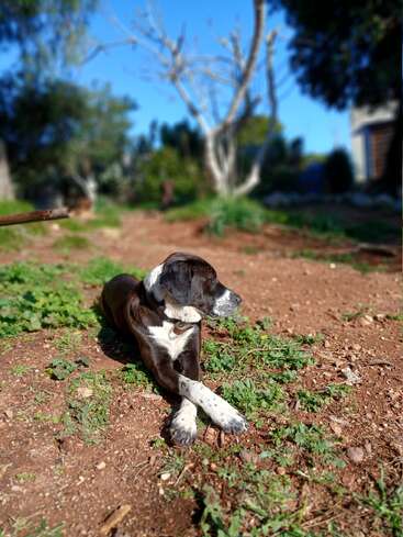 Un chien noir et blanc repose calmement sur un sol terreux, les pattes croisées. L'arrière-plan est composé de plantes vertes, d'arbres dénudés et d'un ciel bleu sous un soleil éclatant. Scène paisible.