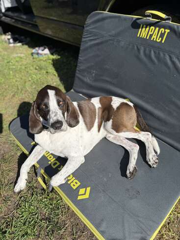 A brown and white dog is lounging comfortably on a padded mat outdoors. The mat says “IMPACT” and “Black Diamond.” Sunlight casts soft shadows around.