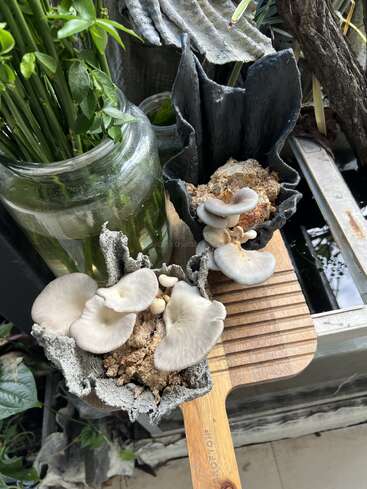 Three clusters of oyster mushrooms grow from rough, gray planters on a wooden tray, surrounded by green plants and a glass jar filled with leafy stems.