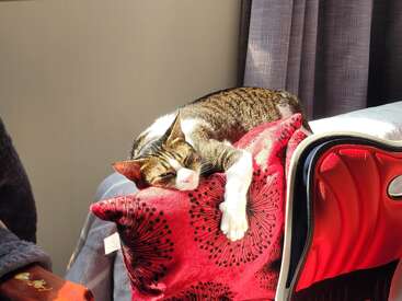 Um gato malhado está dormindo tranquilamente em uma almofada decorativa vermelha brilhante, aproveitando o sol perto de uma janela. Há uma mala e cortinas por perto.