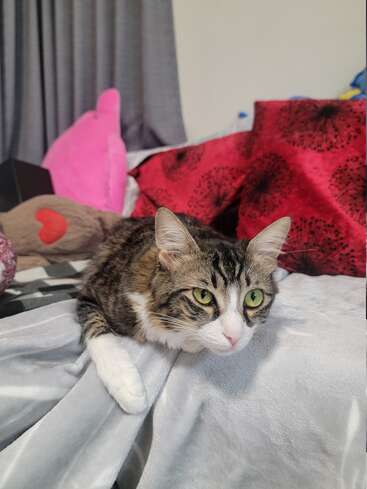 Um gato malhado de olhos verdes está deitado em uma cama, cercado por cobertores macios e almofadas coloridas, parecendo relaxado e confortável em um quarto aconchegante.
