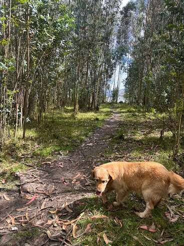 Ein Golden Retriever läuft einen schattigen, mit Laub bedeckten Waldweg entlang, umgeben von hohen Bäumen und viel Grün, während das Sonnenlicht sanft durch die Äste fällt.