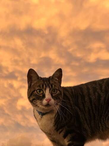 Eine getigerte Katze mit ausdrucksstarken Augen steht vor einem atemberaubenden orange-gelben Sonnenuntergangshimmel und schafft so ein friedliches und fesselndes Bild voller Ruhe und Schönheit.