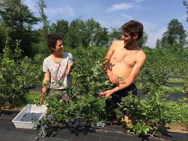 Deux personnes cueillent joyeusement des myrtilles par une journée ensoleillée, dans un champ verdoyant. Un panier rempli de myrtilles est posé à leurs pieds.