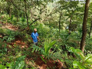 A man wearing a blue shirt and cap walks through a dense green forest, surrounded by lush plants and trees, with sunlight filtering through the leaves.
