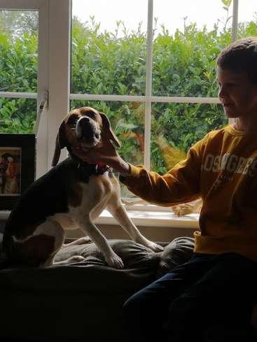 La imagen muestra a un niño sentado en un sofá, acariciando suavemente a un perro beagle junto a una ventana con un frondoso seto verde en el exterior, bañado por la luz natural.