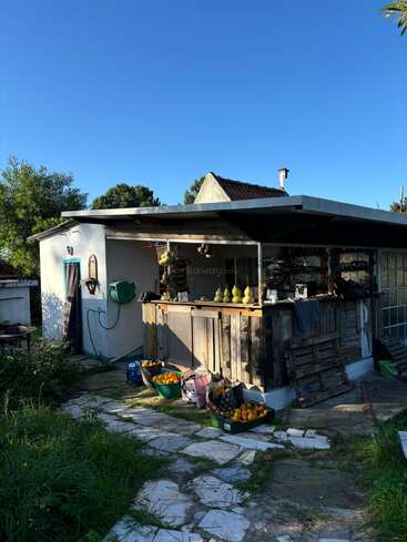 A rustic shed with a wooden counter, surrounded by buckets of yellow fruits, overgrown grass, and a stone pathway, under a clear blue sky.