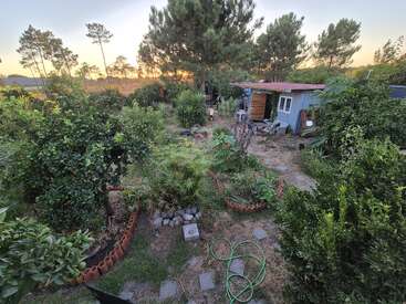 A lush garden with various plants and trees surrounds a small blue shed. Garden hoses and pathways are visible. Sunlight filters through tall pine trees.