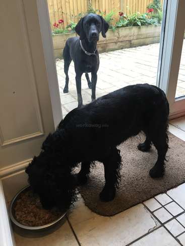 The image shows two black dogs, one eating from a bowl and the other standing behind it, in a house with a patio and garden outside.