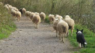 Das Bild zeigt einen schwarz-weißen Hund, der eine Schafherde auf einem Feldweg hütet, wobei der Hund im Vordergrund steht.