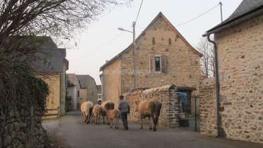 Das Bild zeigt einen Mann, der eine Kuhherde durch eine schmale Straße in einem malerischen Dorf führt, das von Steinhäusern umgeben ist.