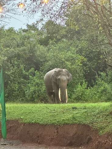 Un éléphant majestueux aux grandes défenses se tient calmement sur l'herbe verte, entouré d'une forêt dense, tandis que des guirlandes lumineuses chaudes sont suspendues au-dessus, illuminant la scène naturelle.