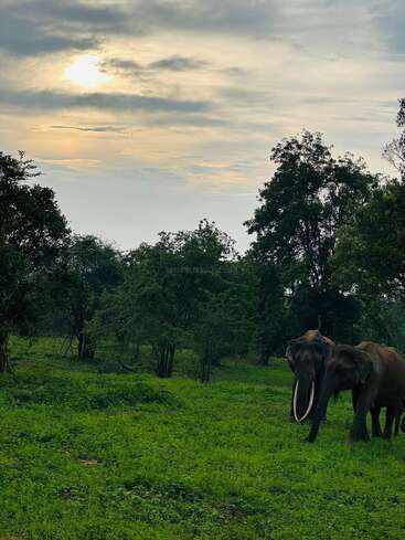 Dans cette image sereine, des éléphants majestueux parcourent une forêt verdoyante sous un ciel nuageux, avec un soleil qui brille doucement, créant un cadre naturel et paisible.