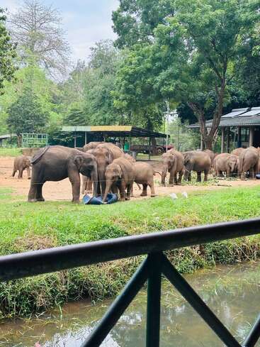 Un groupe d'éléphants, composé d'adultes et d'éléphanteaux, se rassemble près d'un abri dans une zone verte et arborée. Un ruisseau coule au premier plan, séparé par une balustrade.