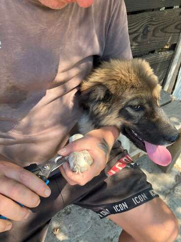 A person is gently trimming a fluffy brown puppy’s nails outdoors. The puppy looks relaxed with its tongue out, sitting on the person’s lap in sunlight.