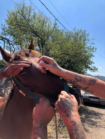 A horse is being treated outdoors as tattooed hands gently administer eye drops. Trees, power lines, and a parked car appear in the background on a sunny day.