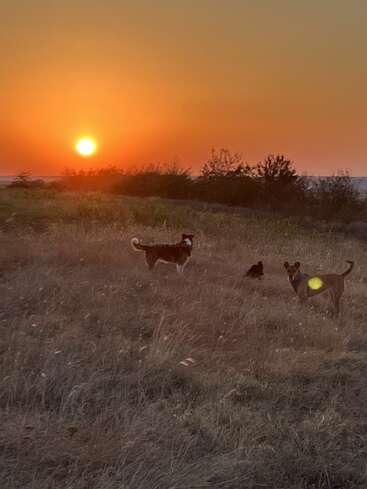 Three dogs stand in a field of tall, dry grass during a glowing orange sunset, with bushes and distant hills silhouetted against the colorful sky.