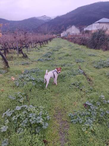 Un perro pequeño se encuentra de pie en un camino cubierto de hierba entre hileras de viñedos, mirando hacia atrás. Las montañas y las casas proporcionan un fondo sereno y brumoso bajo un cielo nublado.