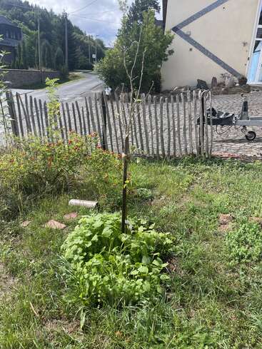 A small, leafless young tree stands supported by a wooden stake, surrounded by green plants and grass. A rustic wooden fence and house are behind it.