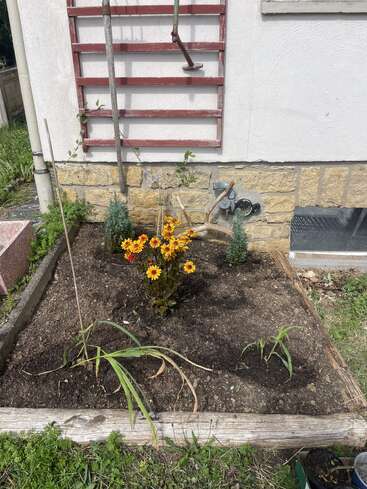 This garden bed has blooming yellow and orange flowers in the center, small green shrubs, soil, and is bordered by wood, against a house wall.