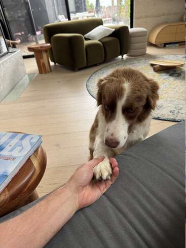 Un chien brun et blanc pose sa patte dans la main d'une personne dans un salon moderne et confortable, avec un fauteuil vert, un tapis et une lumière naturelle.