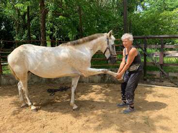 Une femme âgée souriante se tient dans un enclos sablonneux, saisissant la patte avant levée d'un cheval. Le cheval est de couleur claire, entouré d'arbres verts et de clôtures.