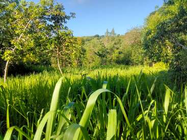 Cette image montre un paysage verdoyant, rempli d'herbes hautes, d'arbres denses et d'un ciel bleu clair, créant une scène naturelle vibrante et paisible.