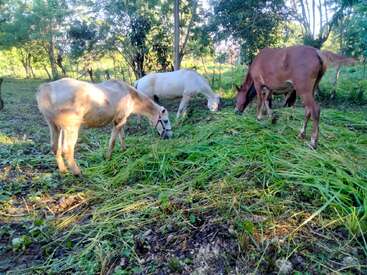 Trois chevaux broutent paisiblement sur une pelouse verdoyante dans un pâturage ensoleillé et arboré, entourés d'une beauté naturelle et de la lumière du soleil.