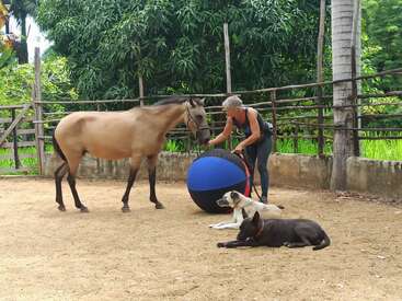 Une personne interagit avec un cheval près d'une grosse balle bleue et noire dans un enclos sablonneux, tandis que deux chiens se reposent paisiblement sur le sol à proximité.