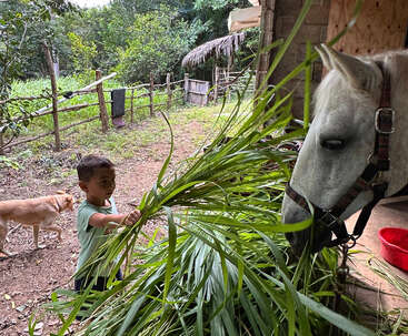 Un jeune garçon donne de l'herbe verte à un cheval blanc. Un chien se promène à proximité. La scène est rurale avec des clôtures en bois, des arbres et des bâtiments rustiques.