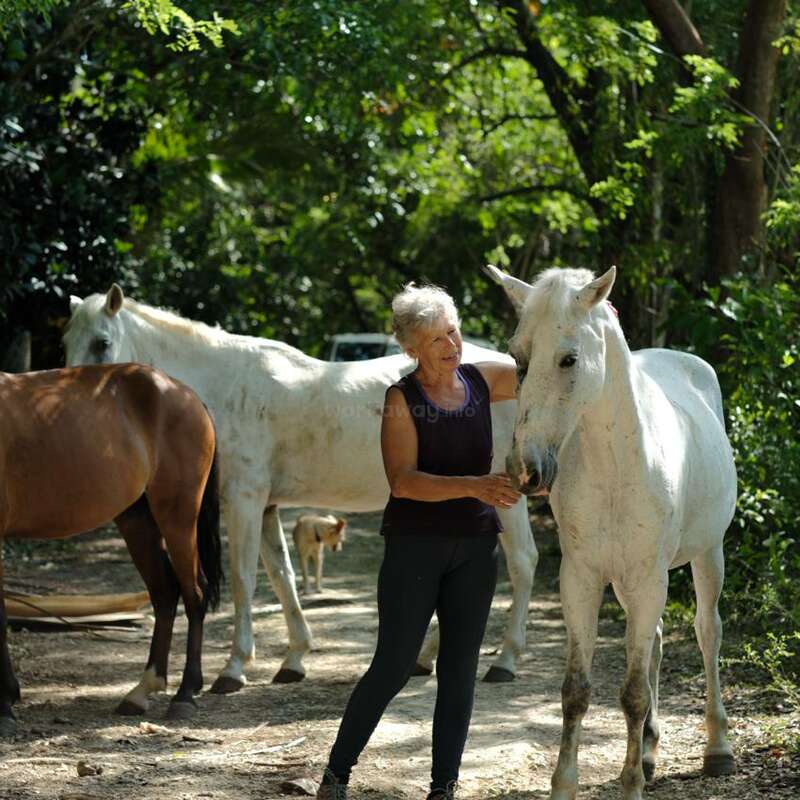 Une femme âgée se tient à l'extérieur, dans une zone boisée, et caresse doucement un cheval blanc. À proximité, un autre cheval blanc, un cheval brun et un chien apparaissent.